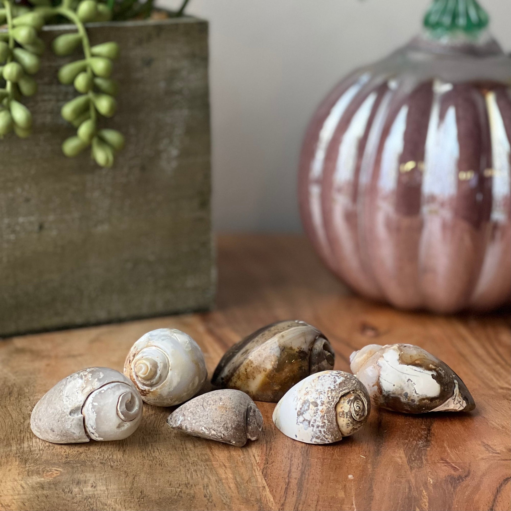 2-2.5" Fossil Crystal Snail Shell - Magick Magick.com