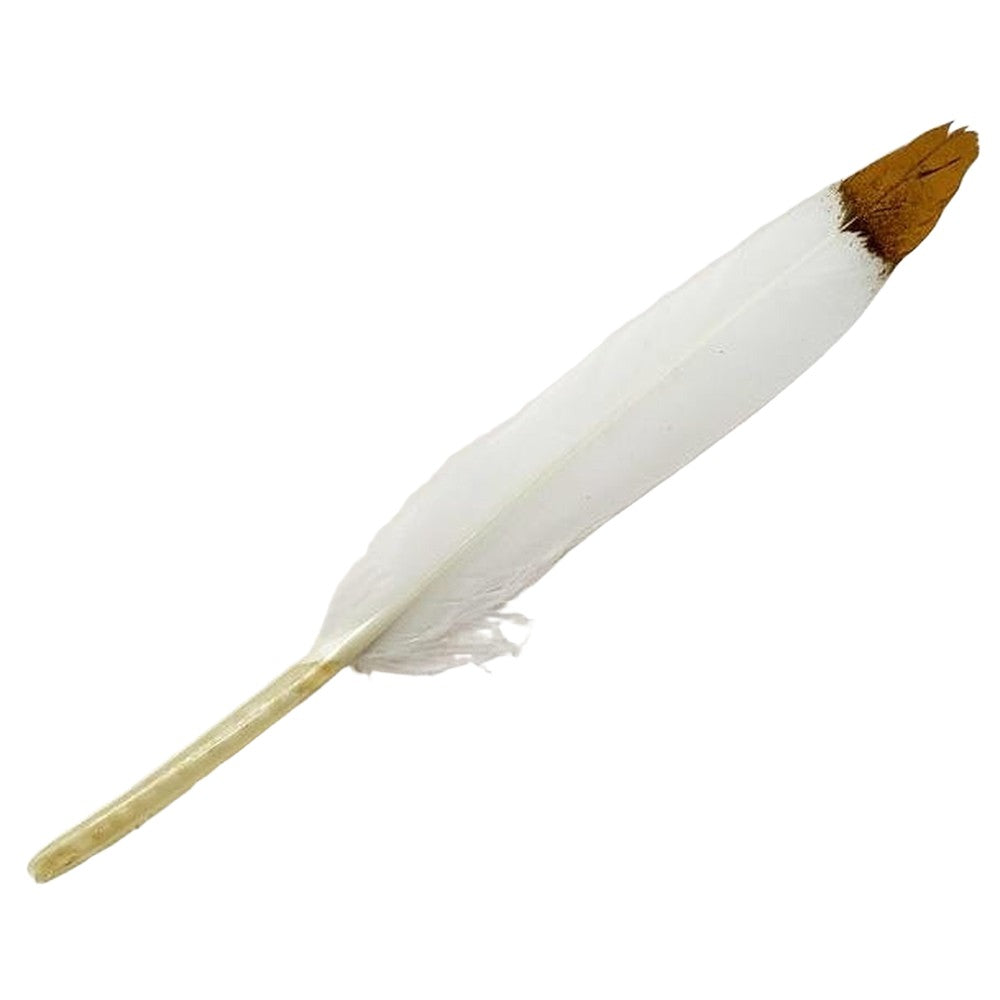 5-6" White Feather with Golden Tip - Magick Magick.com