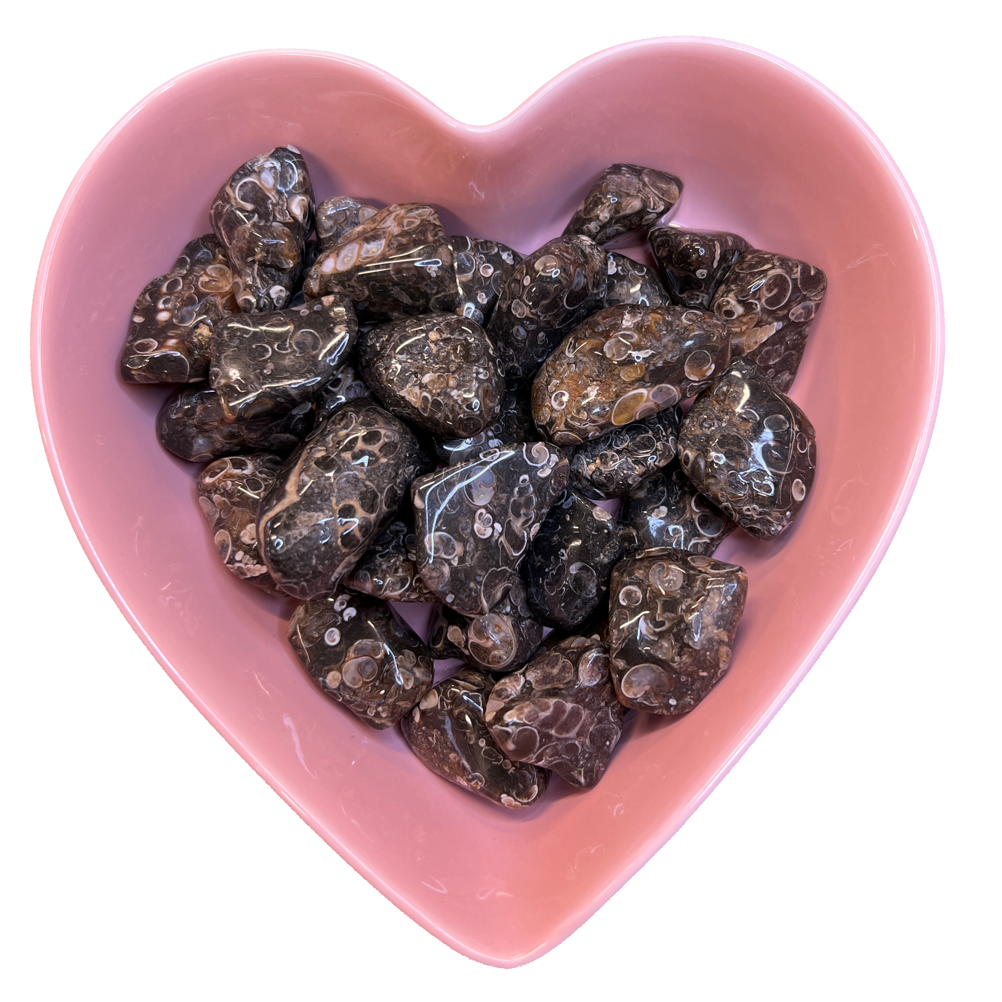 Turritella Agate Tumbled Stone Natural Gemstone - One Stone - Magick Magick.com