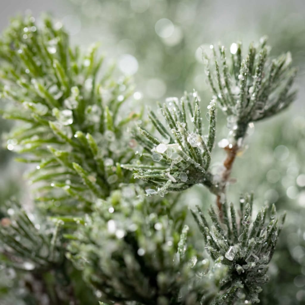 Iced Pine Pick Bush Christmas Decoration - Stems & Branches